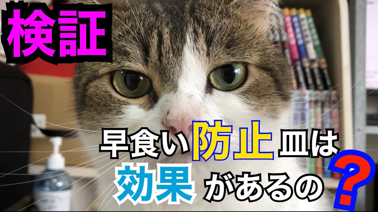 【マンチカン】爆速早食いねこに、早食い防止皿を使ってみた🙀　prevention of fast eating🍽️