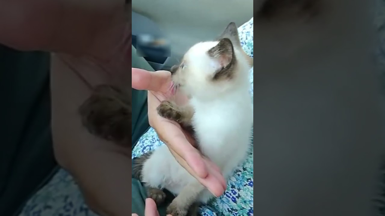 保護したばかりの赤ちゃんシャム子猫🦷👶 #Shorts