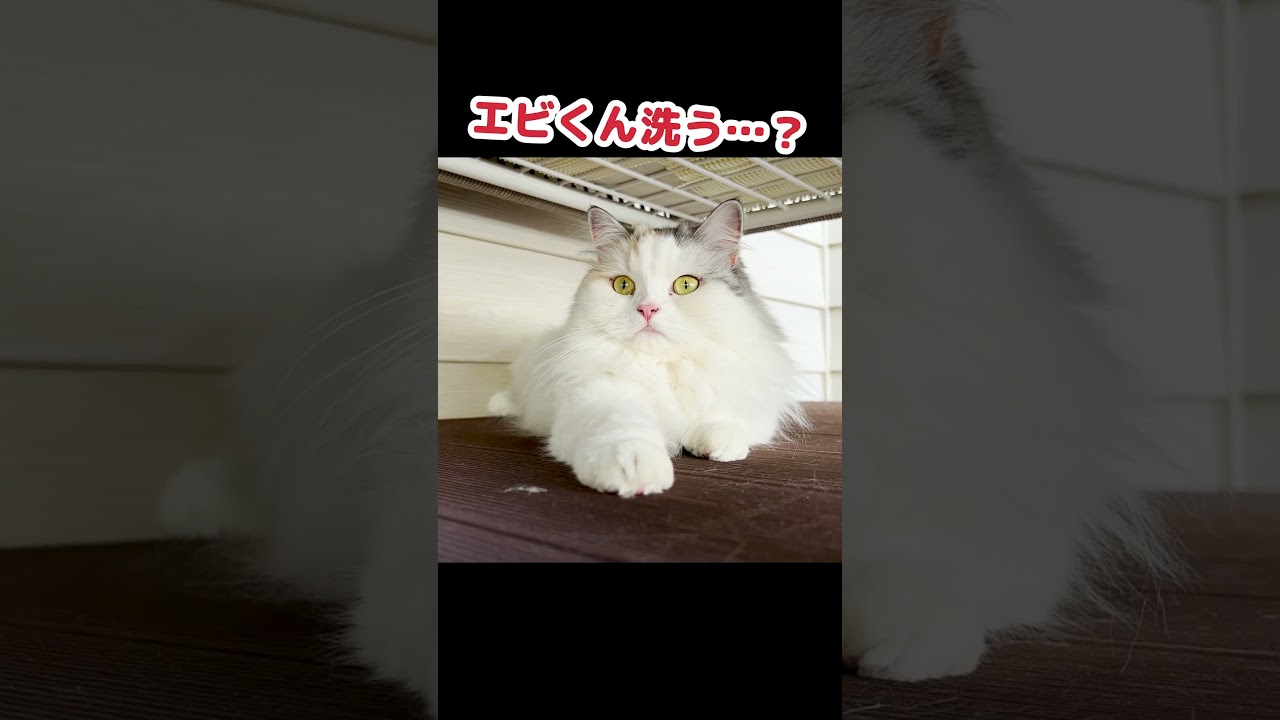 お気に入りのおもちゃを水浸しにされた猫 #shorts