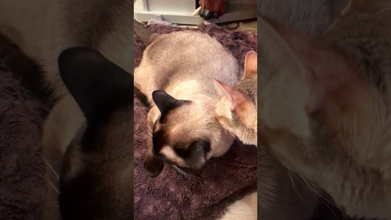 お昼寝中のたぬき猫をこっそりペロペロするシンガプーラなのにゃ♪