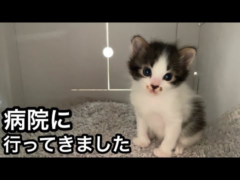 子猫の体に大量の〇〇が居たので病院へ行きました