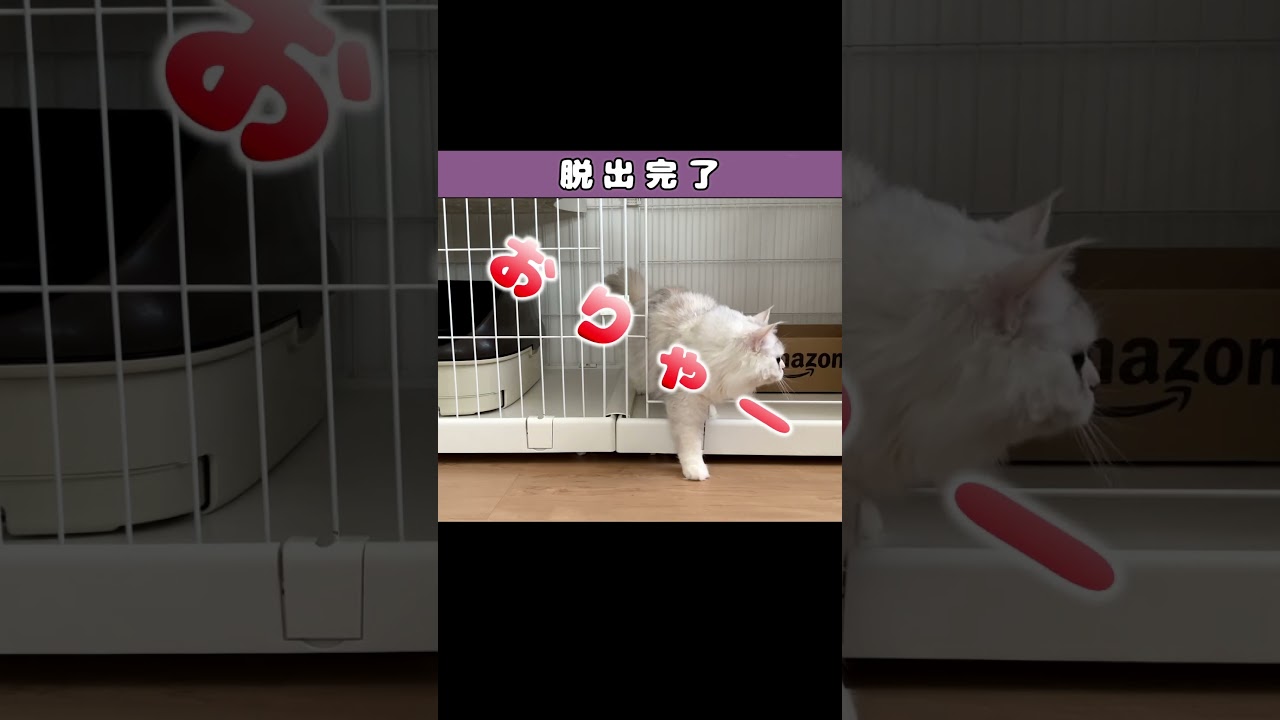 【パワー系脱獄猫】　#shorts　#ラガマフィン　#猫