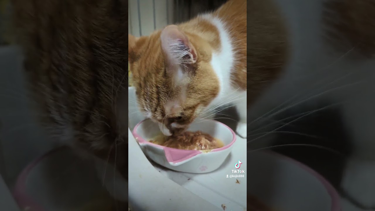 8/5ねこさんの晩餐会（´・ω・`） #cat #ねこ #アビシニアン #マンチカン #キジトラ #猫 #短足マンチカン #cute #abyssinian #短足