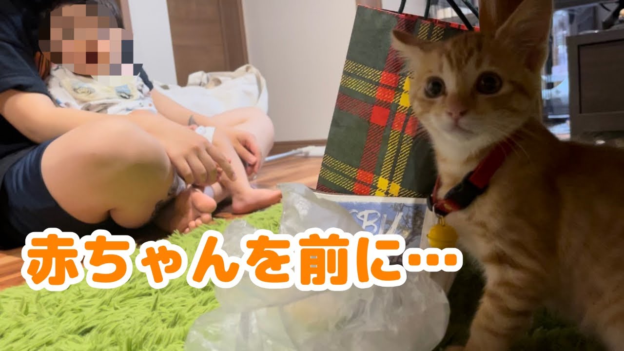 【保護猫】茶トラの子猫が初めて赤ちゃんと対面した結果…