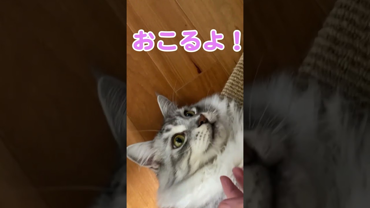 #大型猫 の足の裏をいじって怒られる #メインクーンのオス#shorts