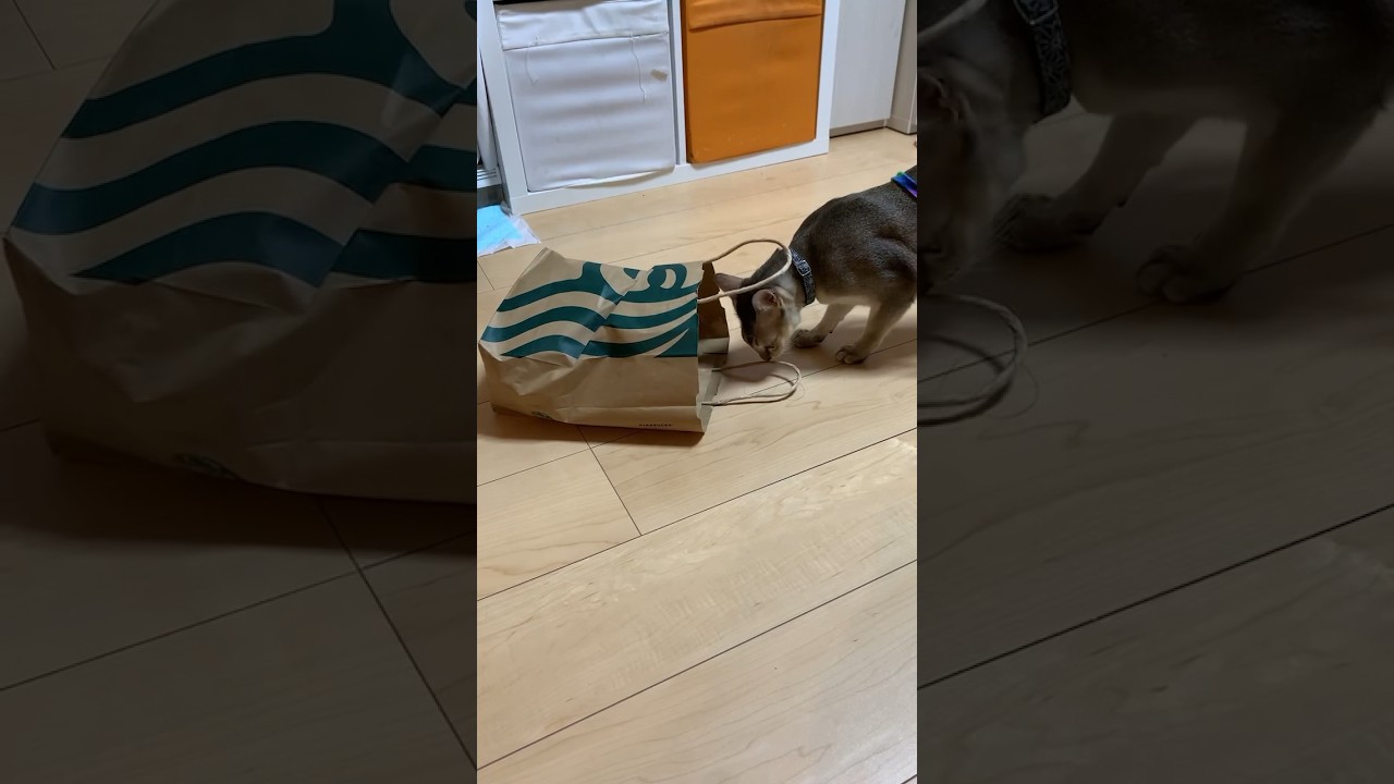 スタバの袋が気になるシンガプーラ兄者