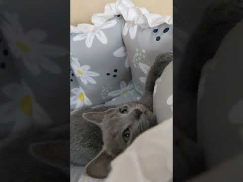 ロシアンブルー 両親共に気だてが良いです　ブルー