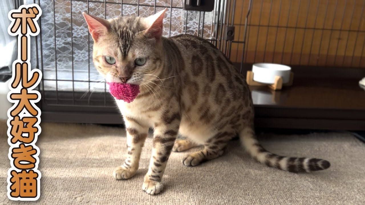 【スノーベンガル猫とトイプードル】ボール大好き猫による地味なボール遊びをする愛猫がこちらです