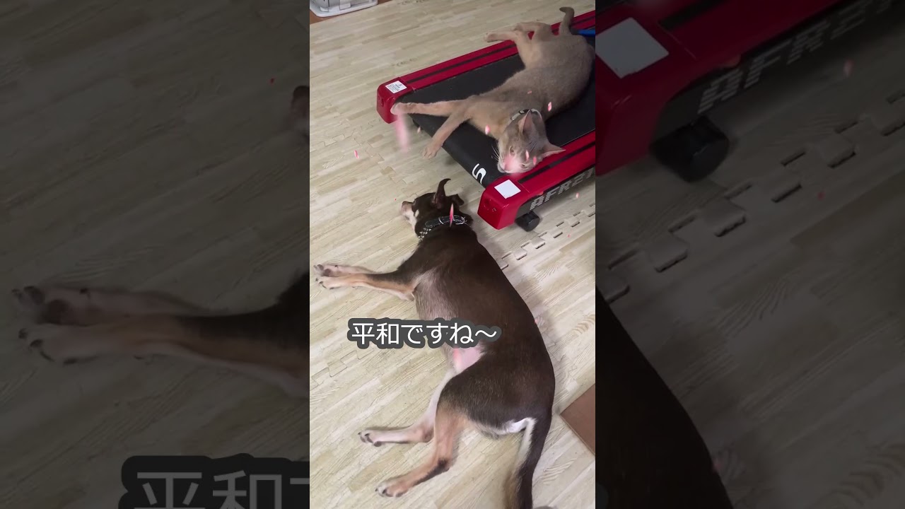 (アビ&チワワ) ぐったりモードの猫と犬 #shorts #アビシニアン #チワワ  #犬と猫のいる暮らし