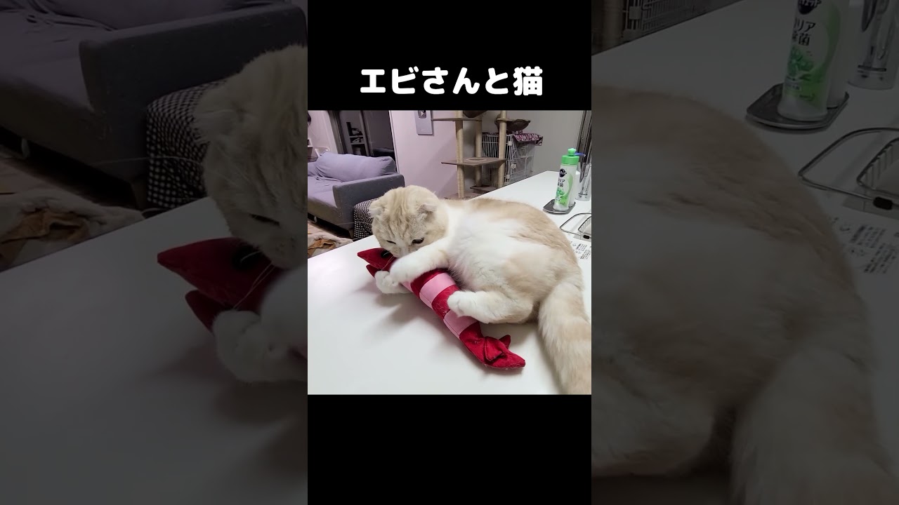 猫の蹴りがかわいい #子猫