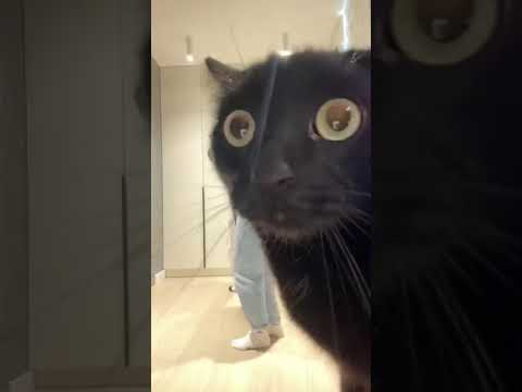 Cat WTF on cam