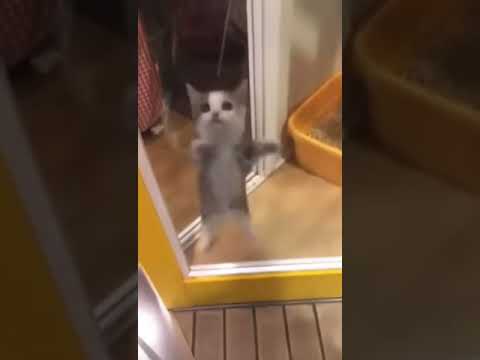 Ritornano i nostri gatti un po'...pazzi!