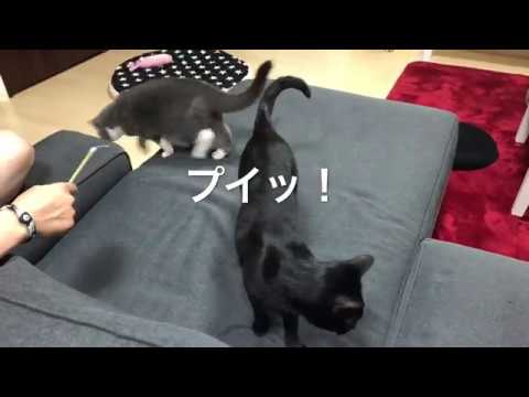 2018/06/10　セルカークレックスの梅子vol.312