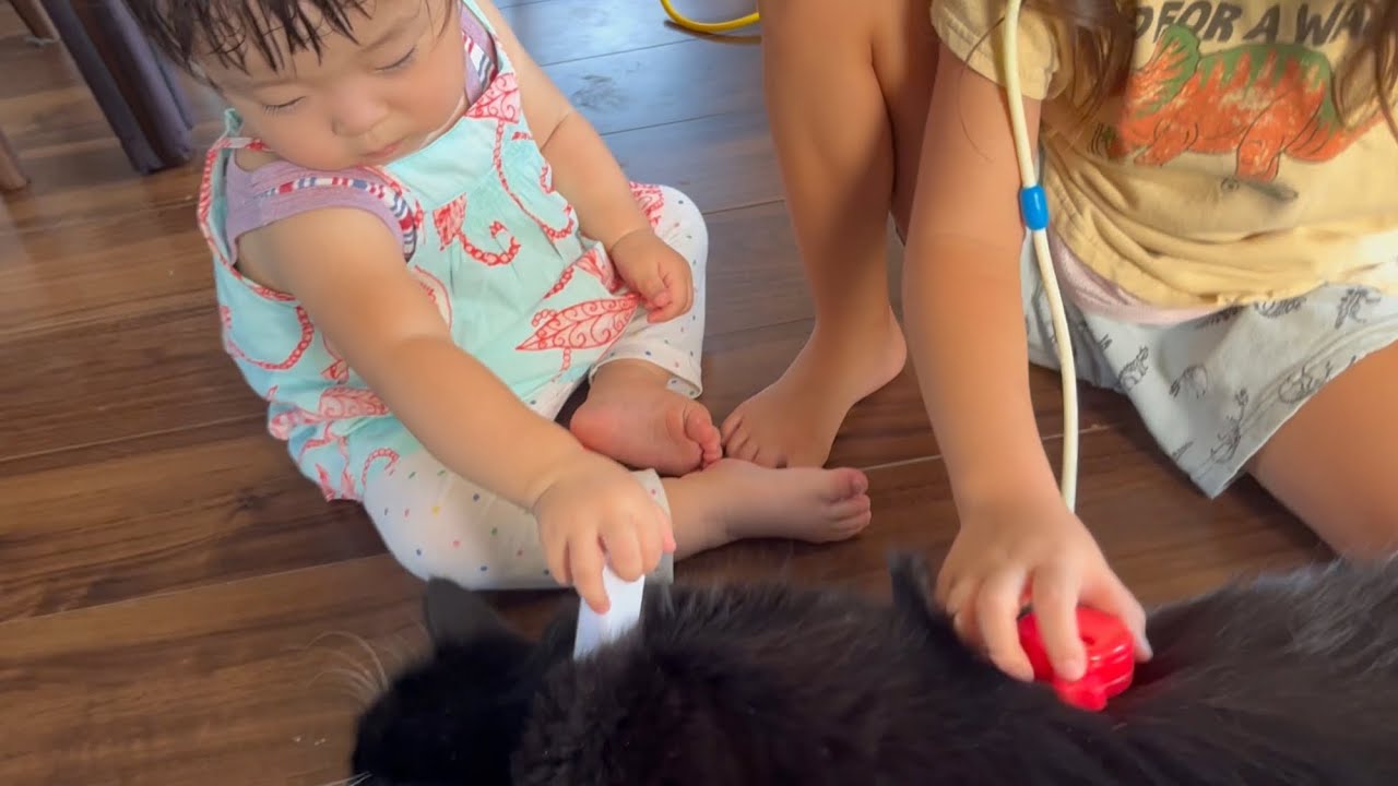 お医者さんごっこの患者役を任される猫　ラガマフィン　Cat playing doctor with children