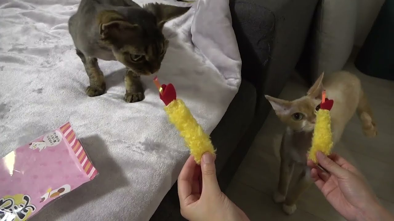 デボンレックス兄弟にエビフライおもちゃをあげました(Giving fried shrimp toys to Devon Rex brothers )
