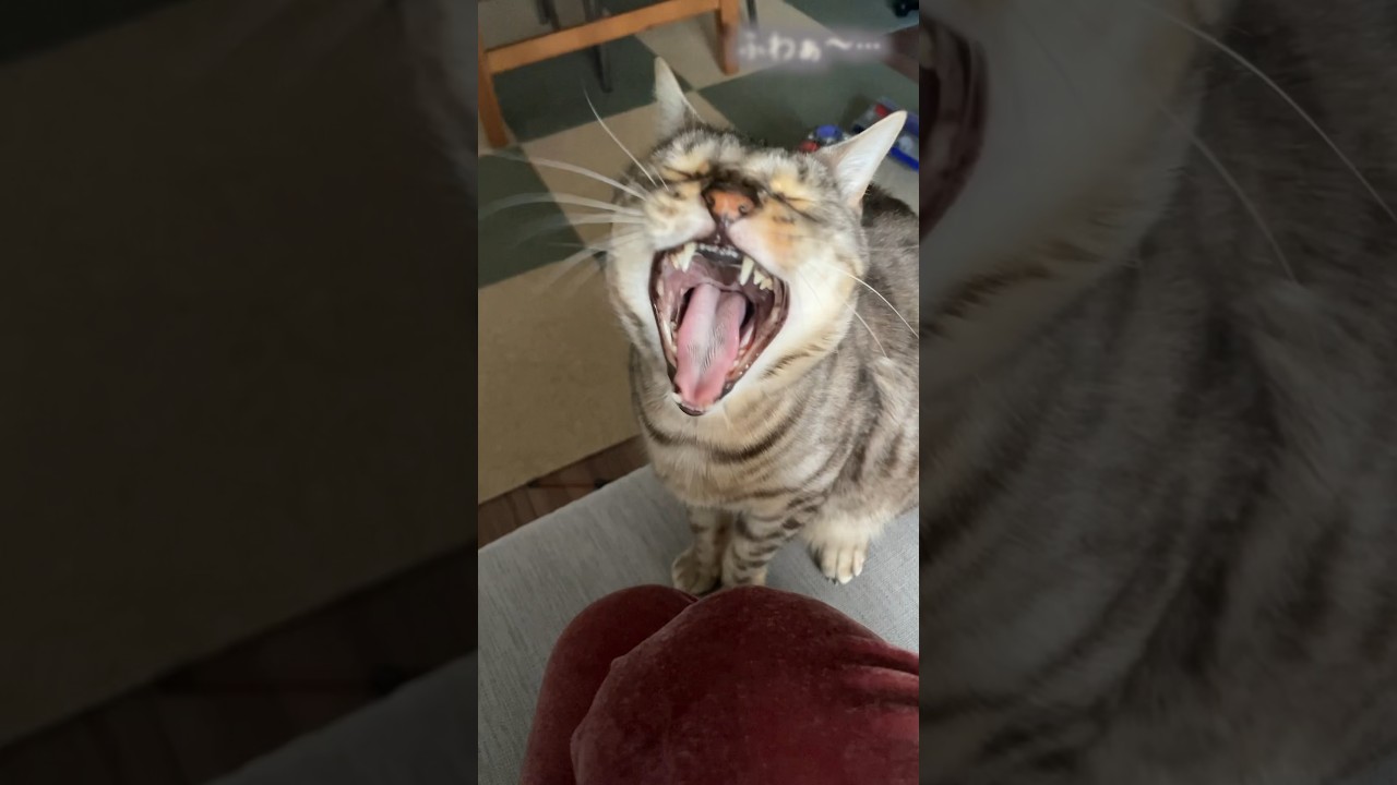 朝からおねだりするネコ 　#ベンガル #ルトロゼ #猫