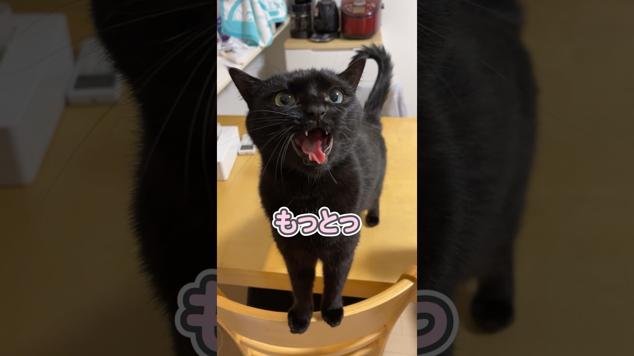 「なでてぇっ」と、世界一可愛く甘える猫