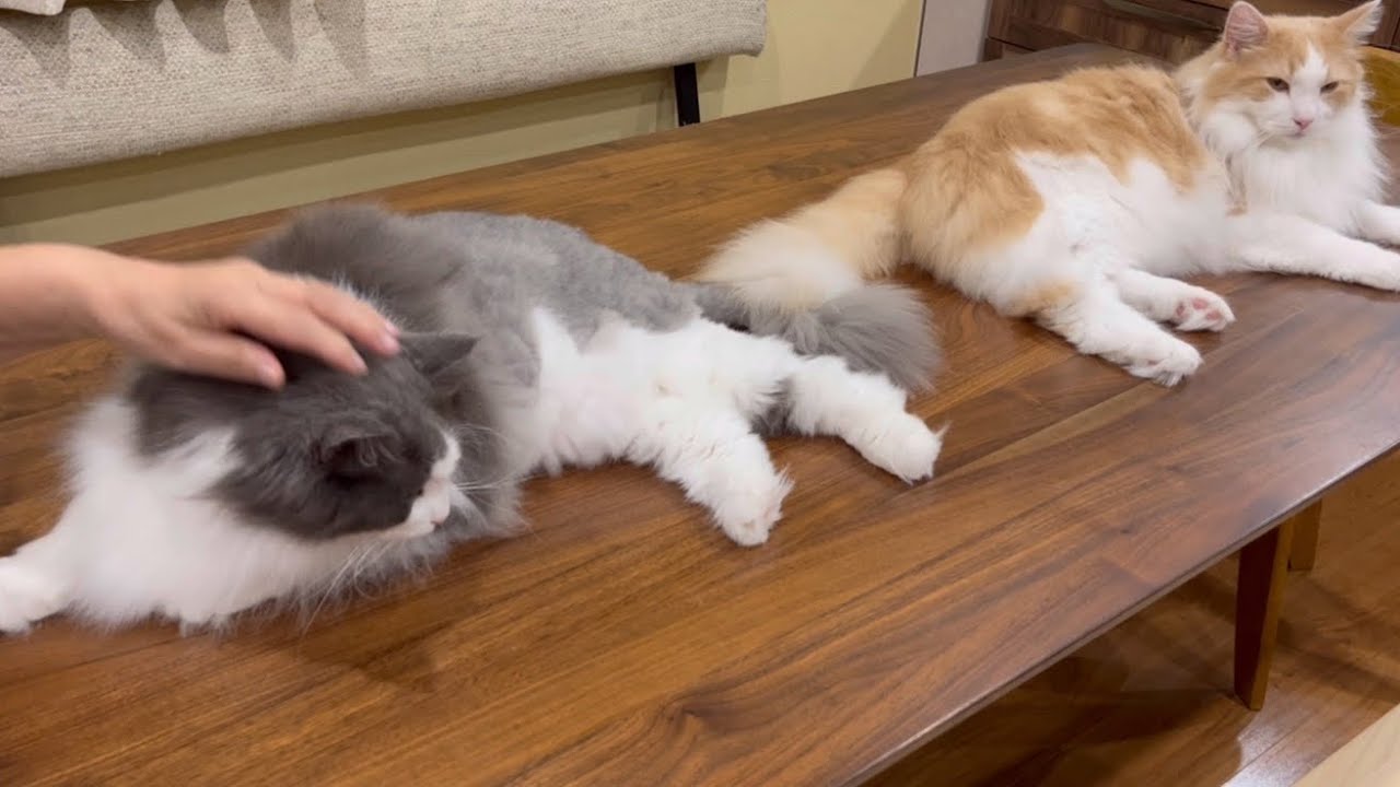 【癒し💖】ばあばとお別れの時間！もっと可愛がってほしいノルウェージャンフォレストキャットがかわいい♡