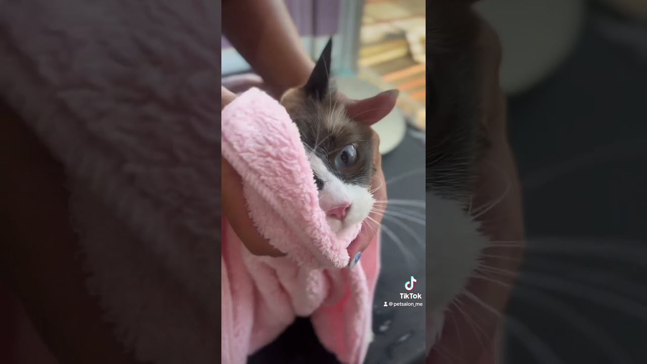 ラグドールのベルちゃんが来てくれました　京都市南区　ペットサロンみぃ〜