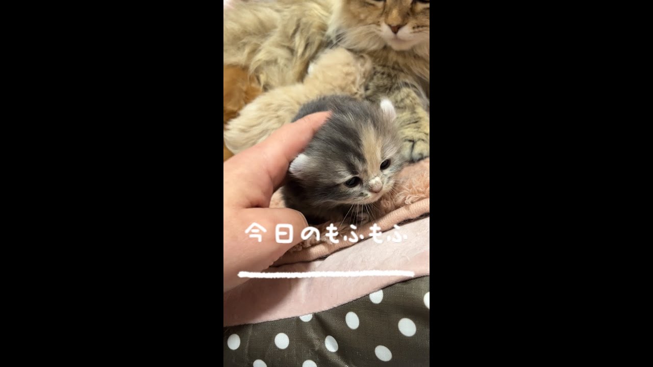 【今日もふ】おまんじゅう♡キンカロー子猫DAY13【2022年11月21日】