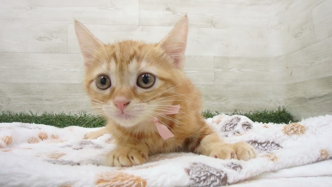 Coo&RIKU　No00643357 アメリカンショートヘアー