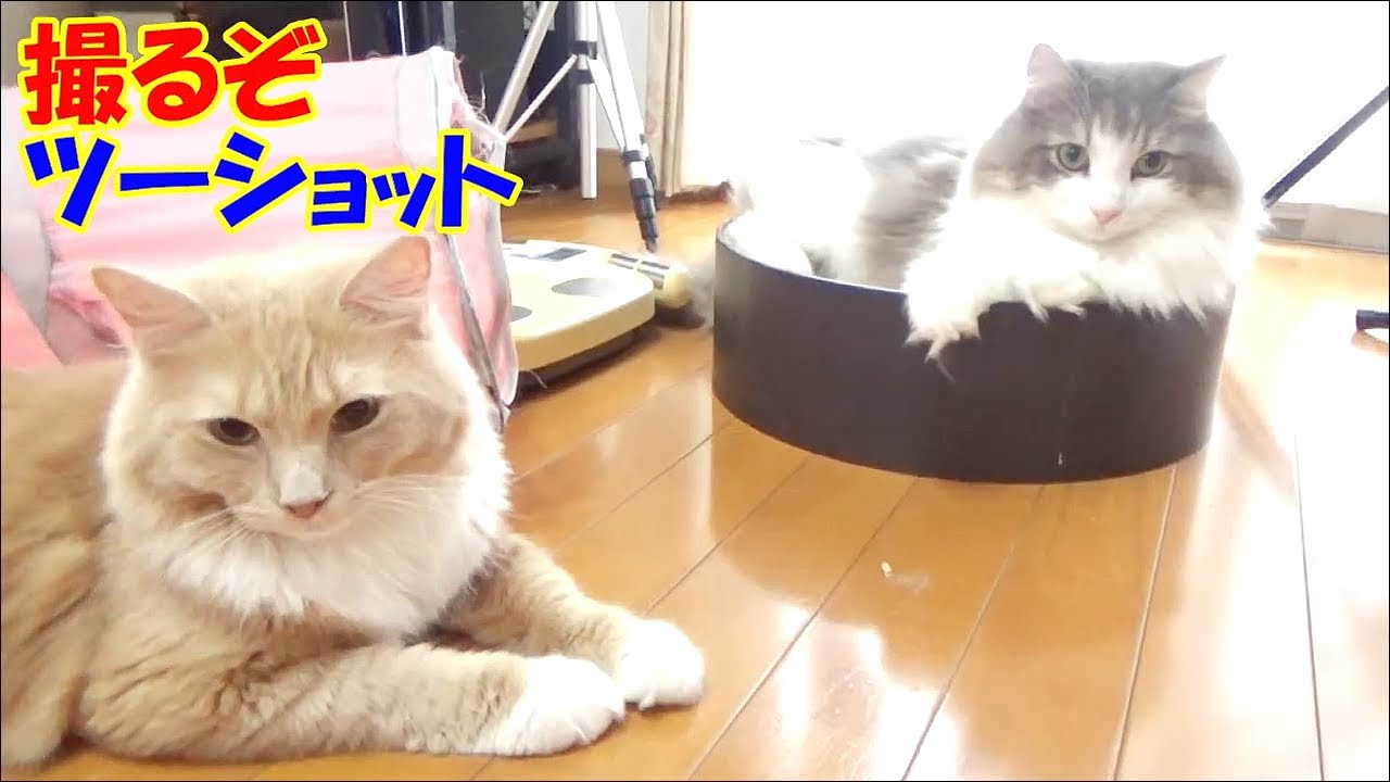 ツーショットを避ける猫たち