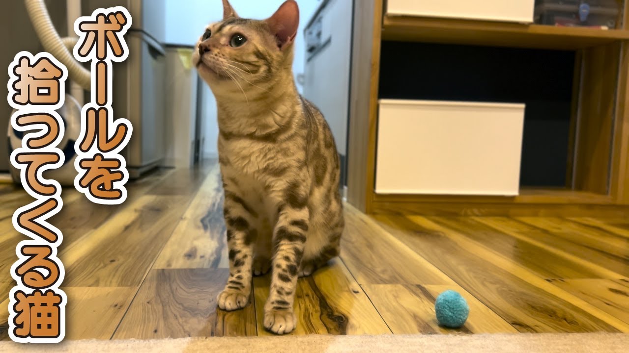 【スノーベンガル猫とトイプードル】愛猫と久しぶりにボール投げで遊んでみた！
