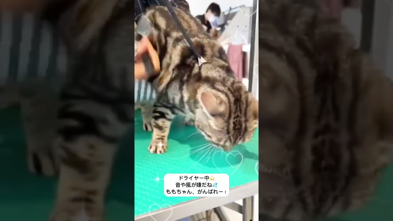 アメリカンショートヘアーのももちゃん♪まろちゃん♪二人ともこれからシャンプー♪#shorts