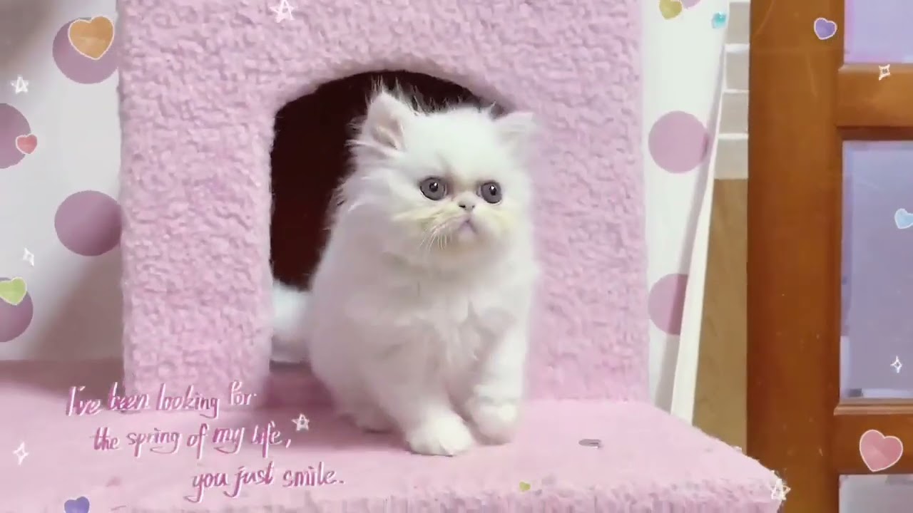 ペルシャ 可愛い個性的なお顔のホワイトの男の子❤️