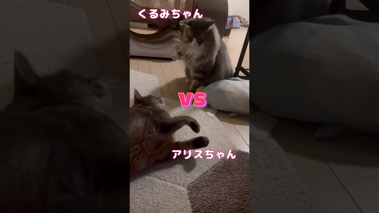 アビシニアンVSノルウェージャンフォレストキャット #shorts #猫動画 #ノルウェージャンフォレストキャット #アビシニアン #cat #まな猫