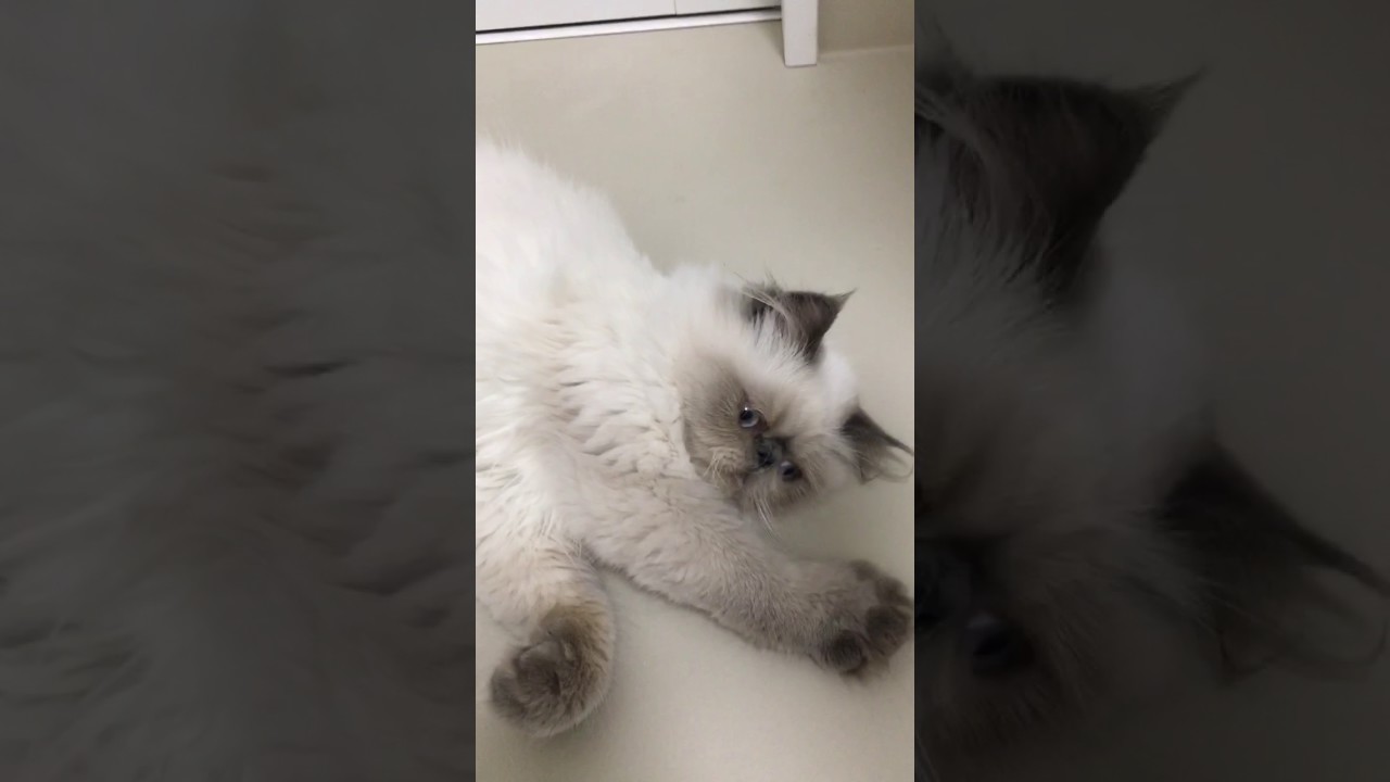 ヒマラヤンの男の子