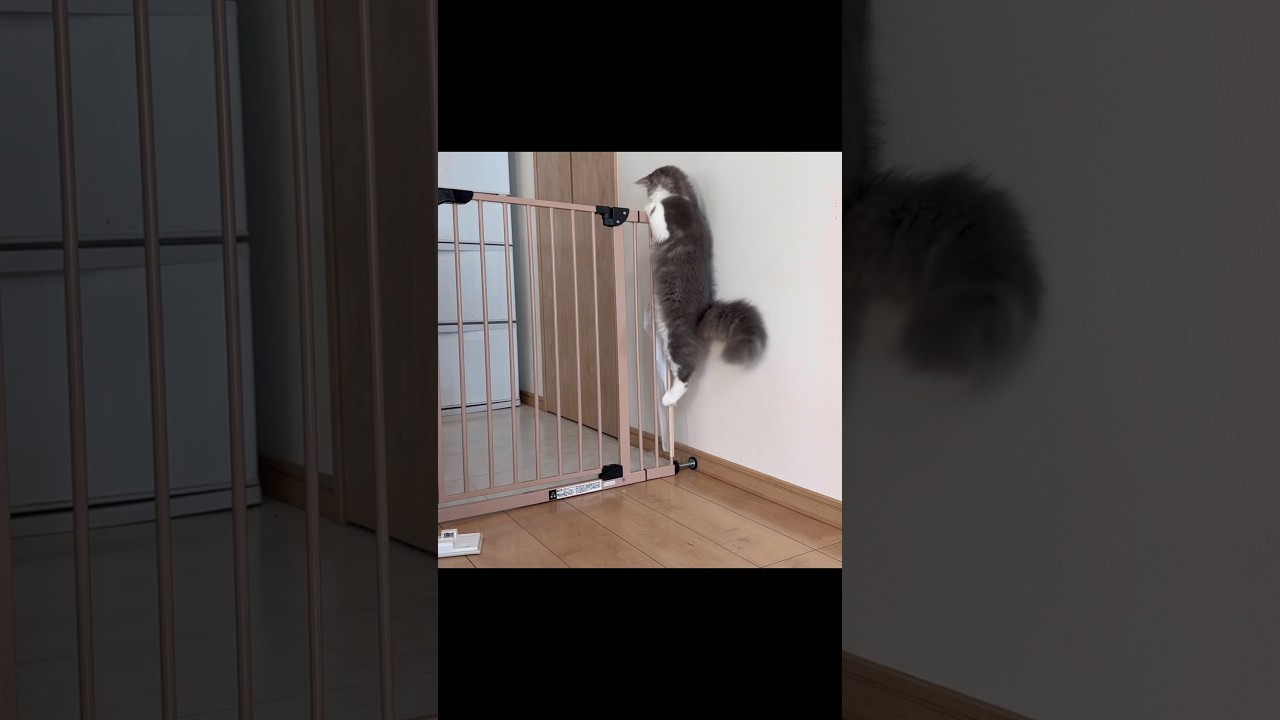 せっかく柵買ったのに…キッキン侵入の瞬間　子猫　サイベリアン