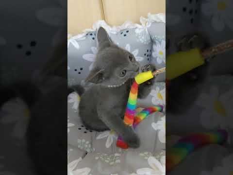 ロシアンブルー 両親共に気だてが良いです　ブルー