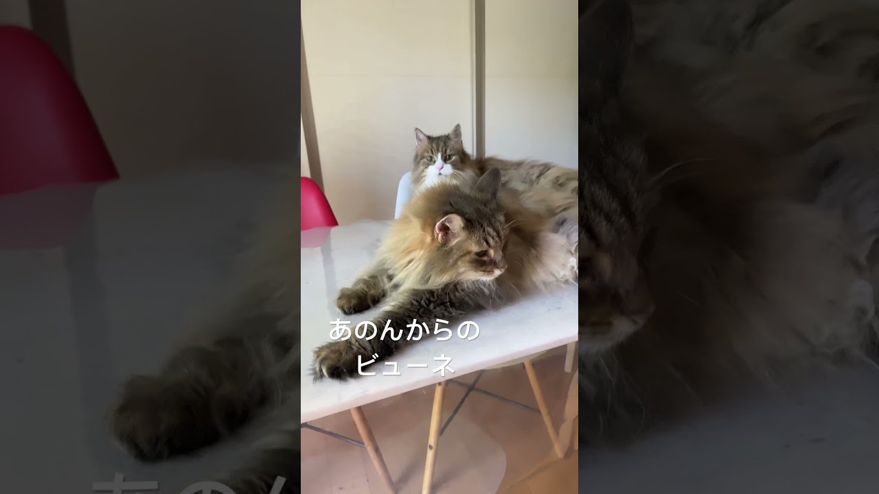 #cats #猫との暮らし #ノルウェージャンフォレストキャット #猫動画 #cat #shortsvideo #かわいい猫 #大型猫 #猫 #かわいい ＃藤木直人