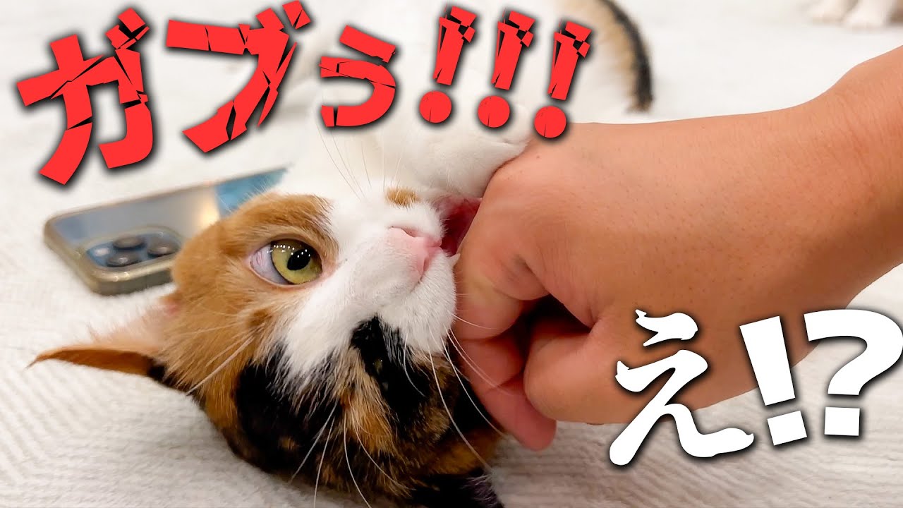 興奮しすぎた猫が飼い主の手をズタボロにしてしまいました…