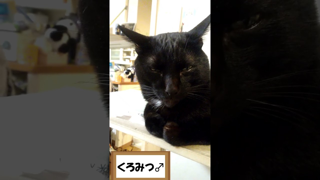 ネコの日常571