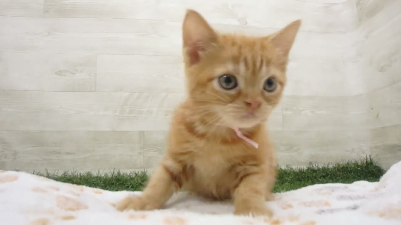 Coo&RIKU　No00643305 アメリカンショートヘアー