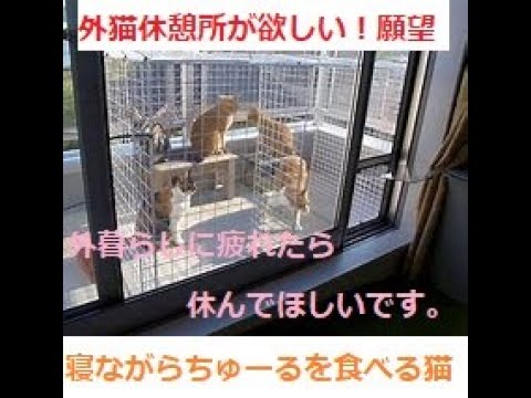 【外猫の休憩部屋が欲しい🏠】過酷な外ぐらしにつかれた猫🐈フミフミしながらちゅーるを食べる猫😁