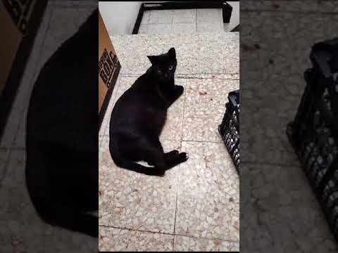 La vida de Gato es Durísima