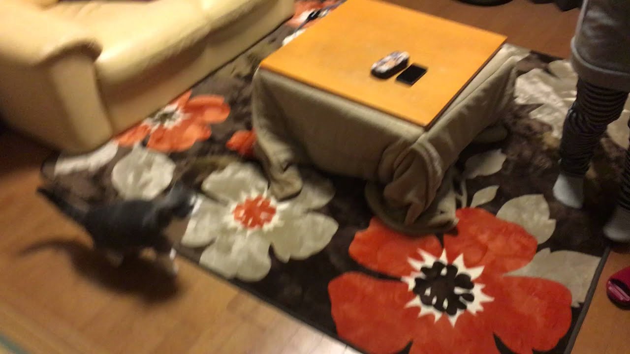 2015/12/28　セルカークレックスの梅子vol.141