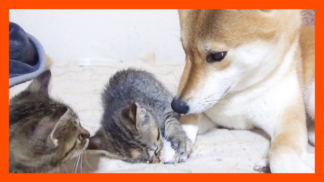 【R村の歴史】子猫を目の前に母性本能が大きくわいてきた柴犬が優しい…！