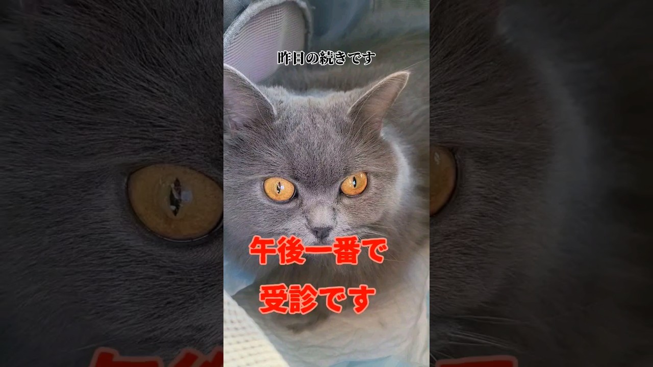 午後一で獣医さんへ【サイベリアン・キキのKIKICHANNEL】 #サイベリアン #猫 #shorts
