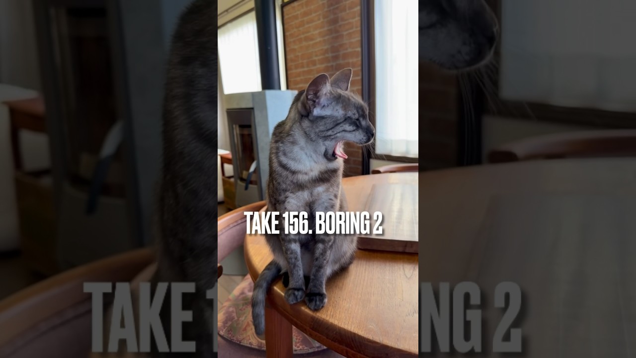 【#退屈 だにゃ〜】#暇な時に見る動画 #猫あるある #猫のあくび #ねこのいる生活 #エジプシャンマウ #shorts