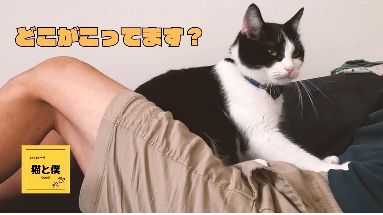 愛猫のマッサージを受けてみた【保護猫と暮らして良かったこと】