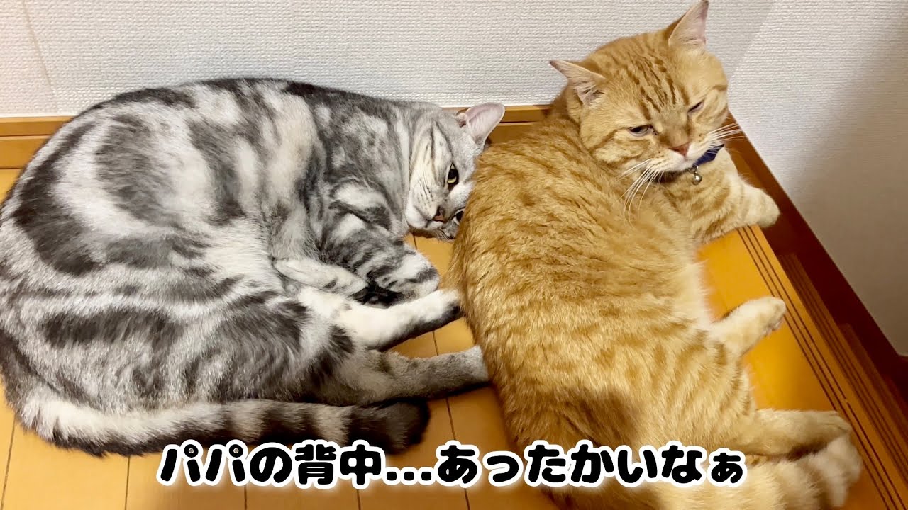 茶々パパとクロくんが寄り添って寝てました #猫 #マンチカン