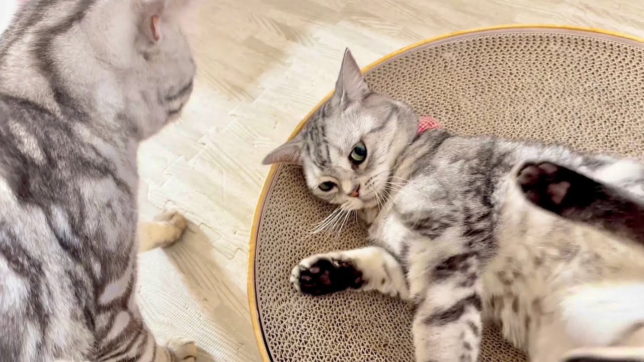 お尻とんとんされてるところをクロくんに目撃されて少し恥ずかしいあいちゃん #猫 #アメリカンショートヘア
