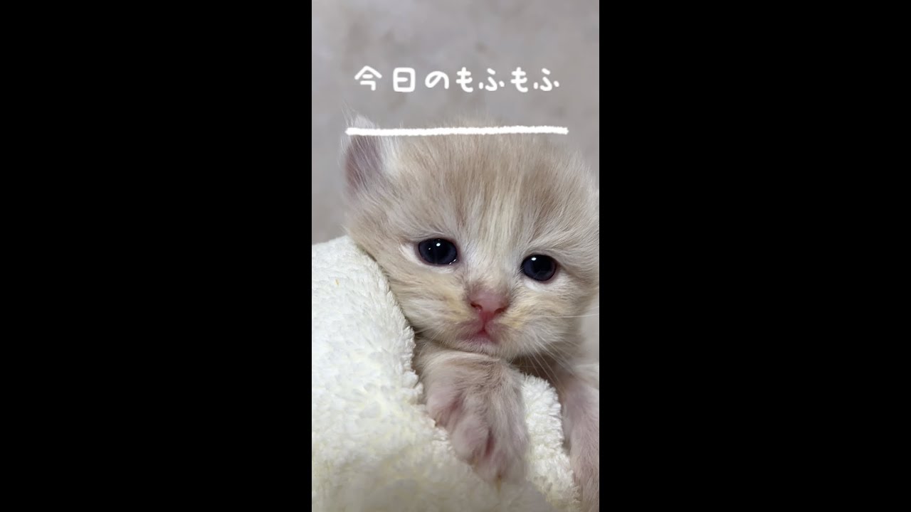 【今日もふ】よちよち歩き♡DAY17キンカロー【2022年11月24日】