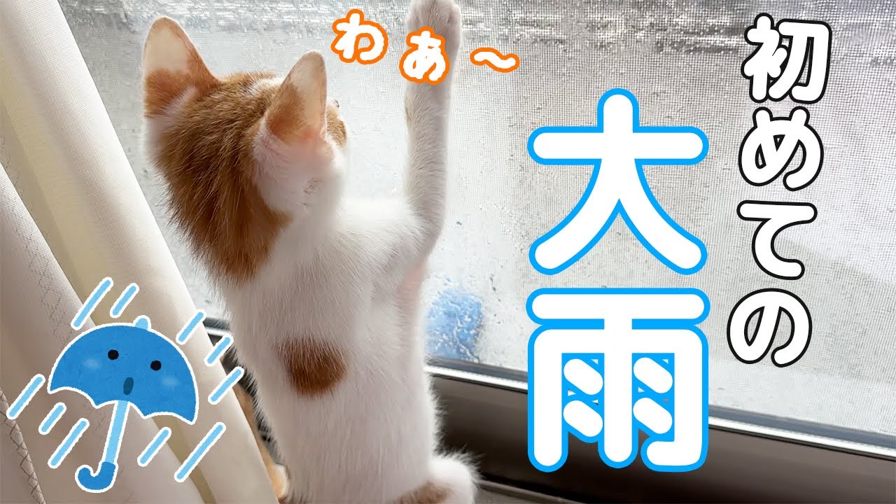 初めての大雨に大興奮な子猫！