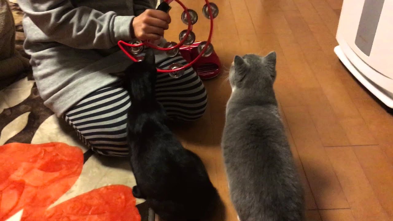 2015/12/28　セルカークレックスの梅子vol.142