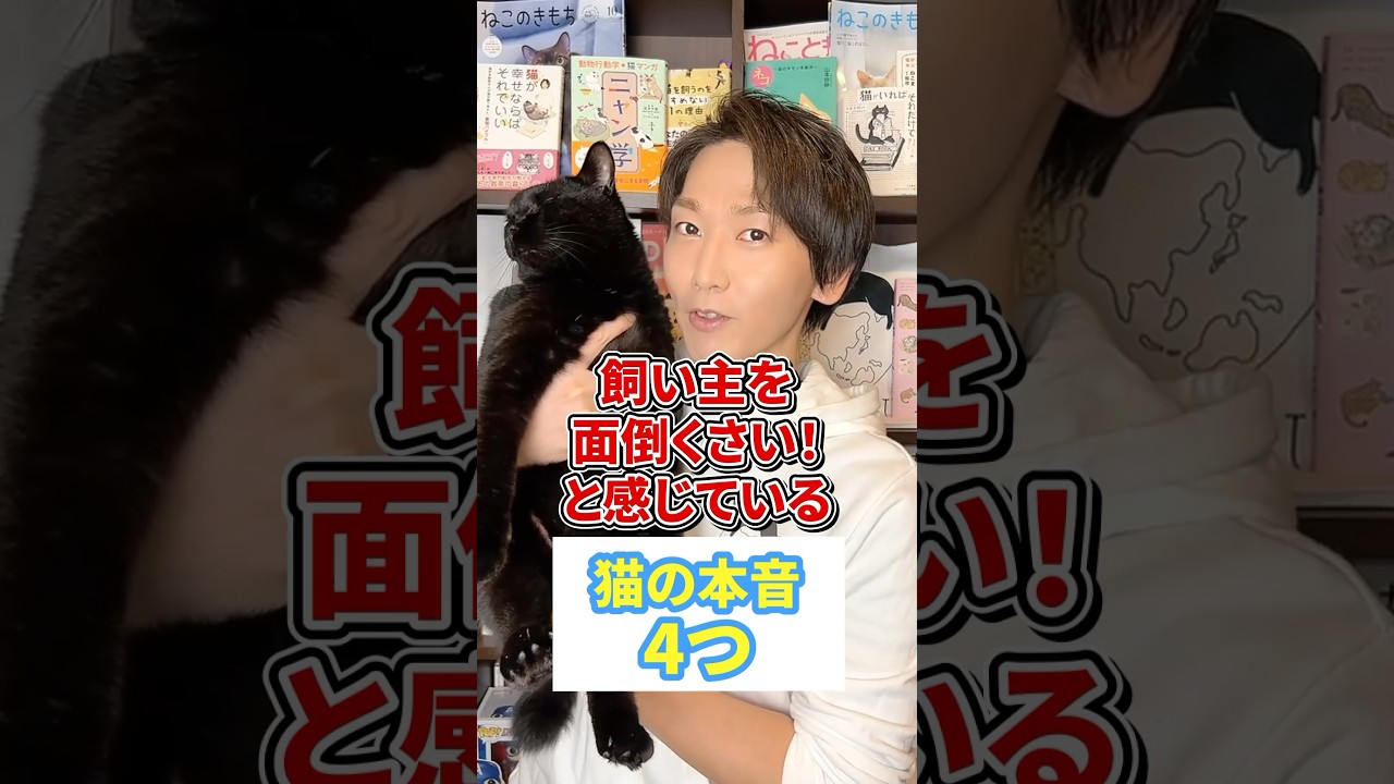 飼い主をめんどくさい！と感じている猫の本音４つ